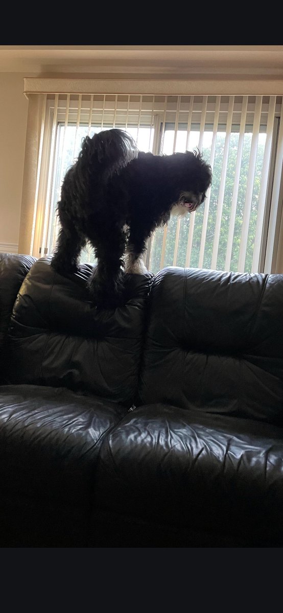Seags7's tweet photo. My Pet Bear https://t.co/BSnR4BU4dR