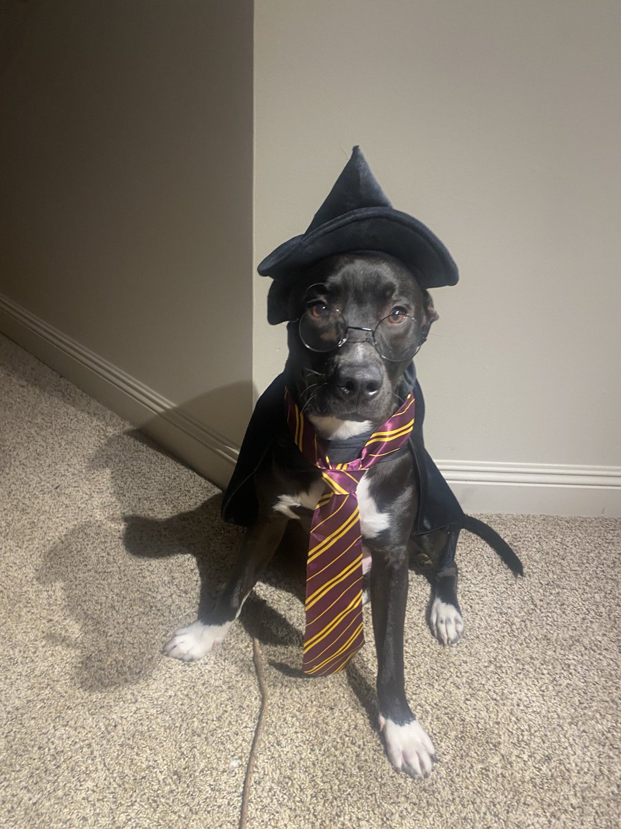 j_spicee's tweet photo. @Hilton @HiltonHonors my fairy (wizard) commands you to give me points🧚‍♂️🥰 https://t.co/IiwNpqf7EI