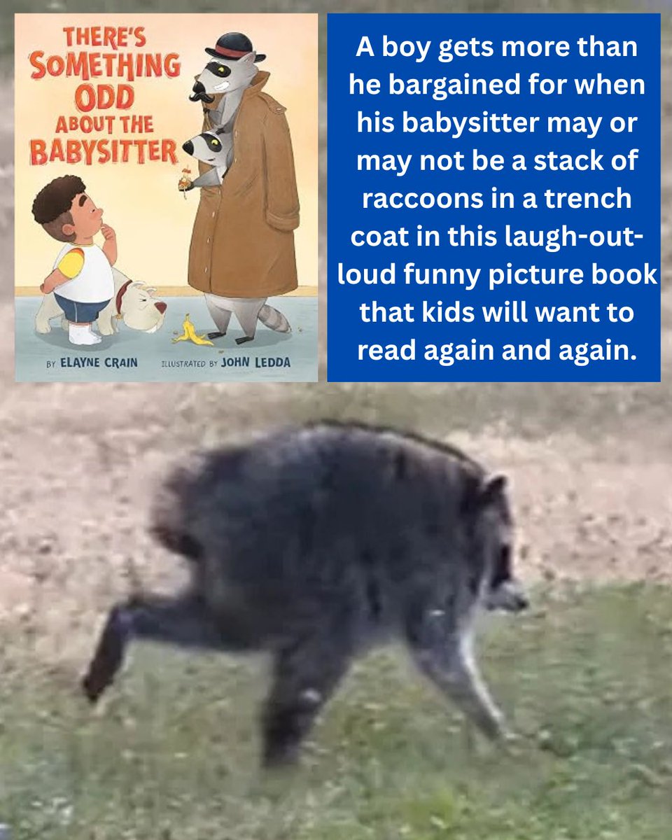 LaurieThompson's tweet photo. If your young readers are obsessed with #jimothy, check out these children's books featuring raccoons--all by local authors!
#raccoon #raccoonlove #raccoonlover #seattle #seattlelife https://t.co/g50m2GD4gu