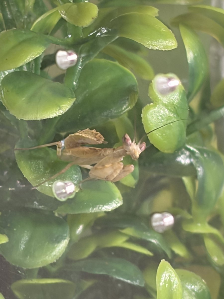 insecttlvr's tweet photo. Oh yeah i got another mantis. Meet ponyo https://t.co/zW2Kgbb1Jm
