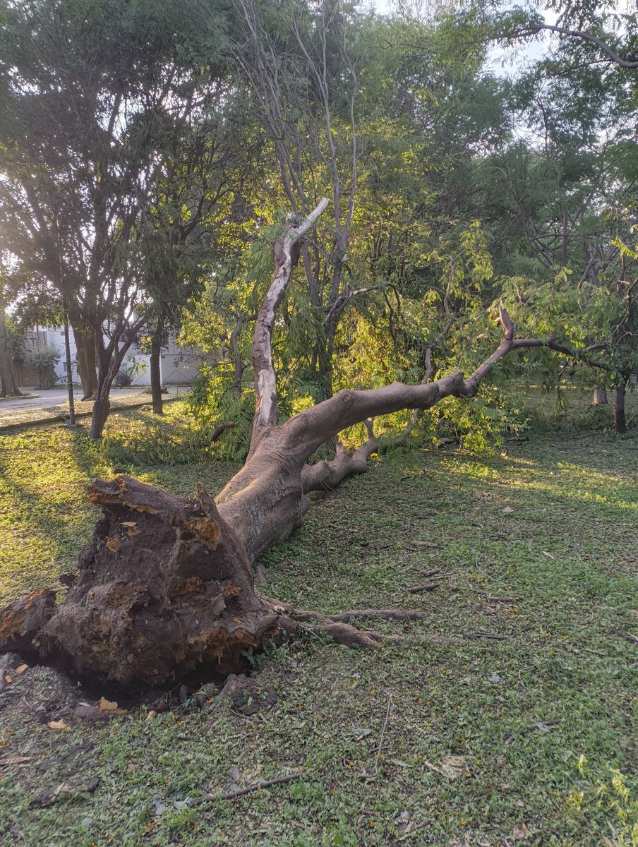JNV72's tweet photo. @VeroDelgadilloG @GuadalajaraGob @Notisistema @Ramiro_Escoto @BeckyReynoso @Trafico_ZMG @PabloLemusN @VeroDelgadilloG seguimos con los árboles caídos, de los 11 arboles que se le reportaron el 28 de mayo ya solo nos quedan 6, a éste paso no será necesario que vengan a retirarlos ya que todos se están cayendo sin que ud y @GuadalajaraGob hagan su trabajo, me pregunto, vendrán 1/2 https://t.co/3z2IXspDrl