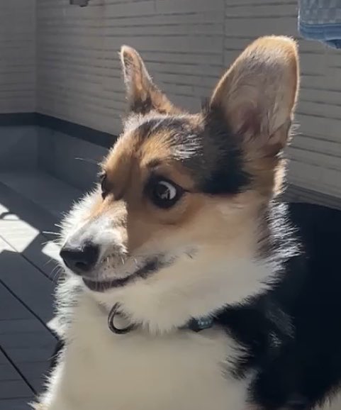 q_8mo_'s tweet photo. セミと犬 https://t.co/yxbFgVZAWp