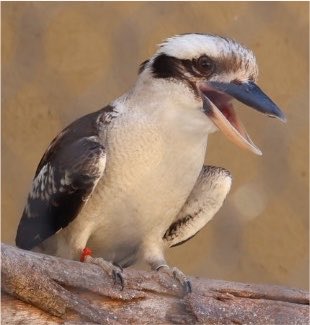 Kaede_penguin's tweet photo. 『自分を癒してくれる生き物に会いに行こう！』

 #ペンギン #penguin #ペンギンは素晴らしい #幸せ #ワライカワセミ #鳥 #イラスト #illustration https://t.co/iWA4DuTjQl