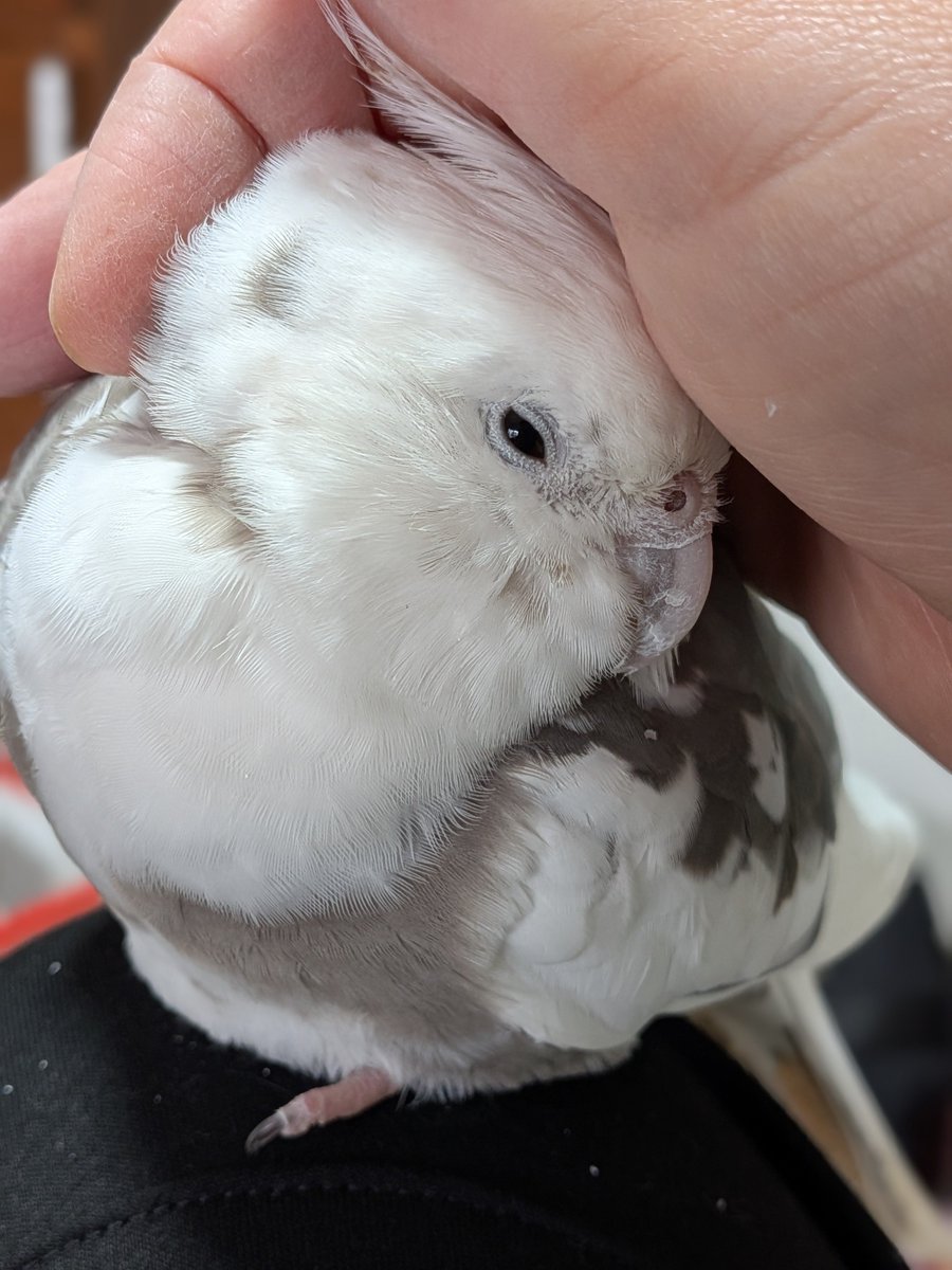 20121020mari's tweet photo. #BlueOcean

我が家のオカメインコさん今はペット
どうやってペットになったのかな

オーストラリア最速の鳥

ヒヨドリなんかと同じ感じでオーストラリアには居るのかしら？

こんな甘えん坊で
自然界でどう暮らしてるのか
見てみたい https://t.co/cSsbVZoBmw