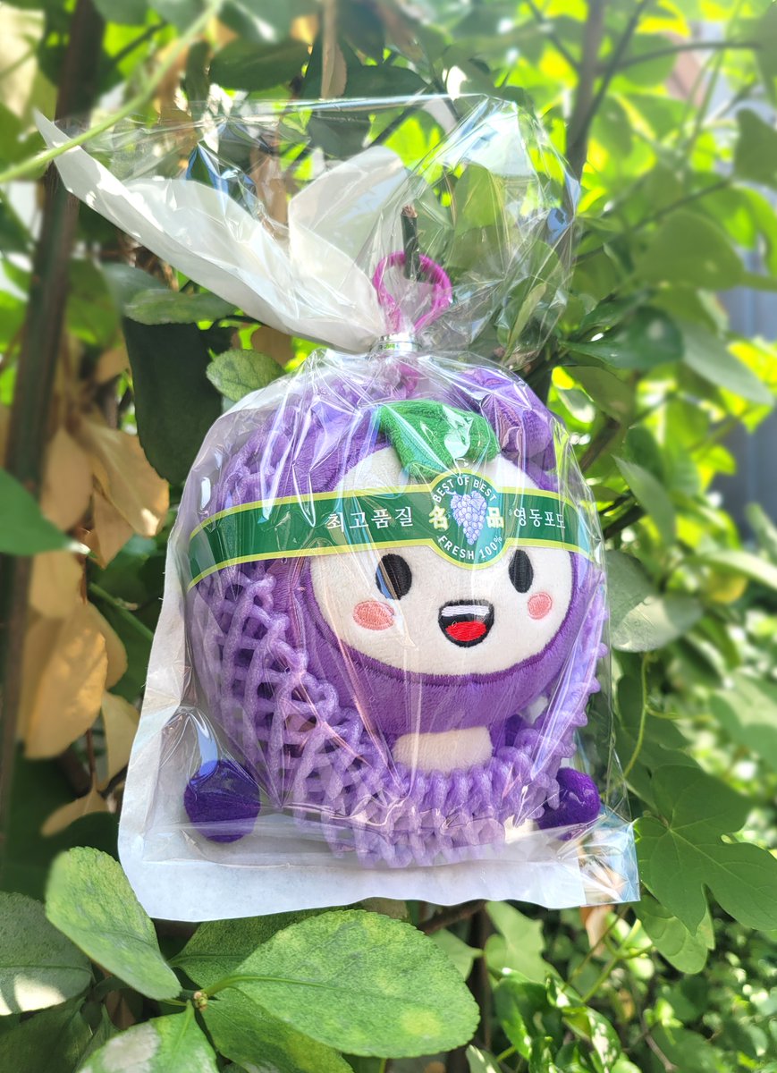 pldduk's tweet photo. 🎉 드디어 확정되었습니다! 🍇

영동포도축제 포포 인형✨  두 가지 포장으로 여러분을 찾아갑니다!

현장 판매는 하루 250개 한정!기다려주신 만큼 정성껏 준비했습니다.올여름 영동포도축제에서 꼭 만나주세요! 💜

🎁 RT(리트윗) 공유하여 글을 남긴분중 2분은 미리 받으시도록 선물 드려요 https://t.co/Z1T9wlWPMZ