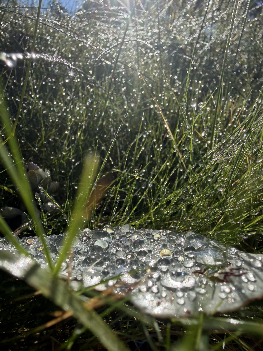 FilipHansen79's tweet photo. Droplets 💦💧💧
 QP or Share yours 💦💧💧 https://t.co/oL78Qk3zBx