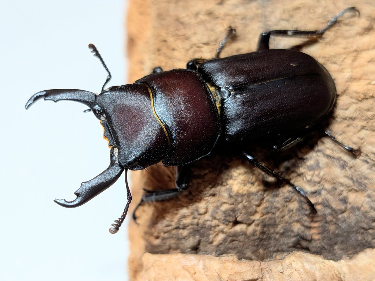 ZJtFo1FYM182686's tweet photo. 【放虫問題について】
毎年この時期になると各地でクワガタ、カブトムシの放虫がされているように感じています。初めてクワガタを飼育される方はクワガタを野外に放して何がいけないの？と思う方もいるかもしれませんが放虫することによってその地域特有の形質が失われてしまい。種の存続が危うくなってしまいます。

このように飼育していたクワガタを野外に放すと環境省によって外国産カブトムシクワガタの飼育が出来なくなってしまいます。そして我々ブリーダーにも損害などが出てしまうので、何があろうと放虫は絶対にやめて下さい。