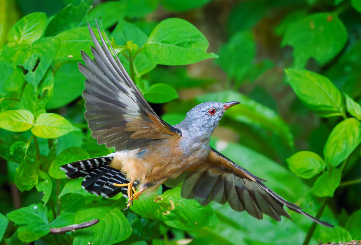 TheBatBotLab's tweet photo. Just passing through 👀🍃: Plaintive cuckoo (Cacomantis merulinus, male) letting other birds handle daycare while staying fully booked with singing duties 🎶🌿. Photo: Tan Tc. #Biodiversity #Wildlife #Birds #Birding #WildlifePhotography #NaturePhotography https://t.co/OtsoFgSSCV