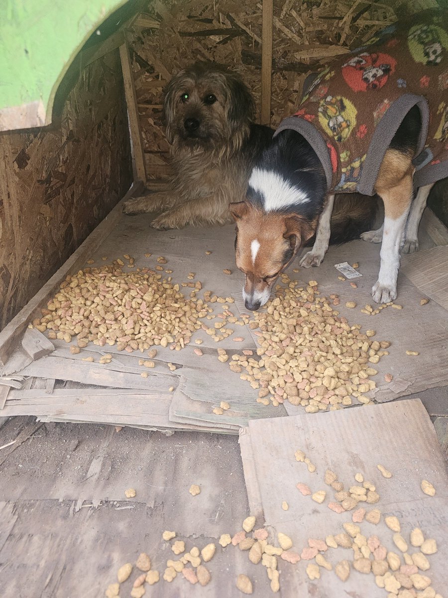 sol_palacios_m's tweet photo. Tenemos comida hasta hoy🥺por favor para mañana ya no ahi que darles de comer, cada saco sale 23.000 por favor ayúdenos a comprarles alimento, diariamente  comen y necesitan su comida 🥺🙏para mañana no ahi que darles de comer😭
Solange Palacios
Banco estado
Cuenta rut
17376209-7 https://t.co/mbij9iHKRx