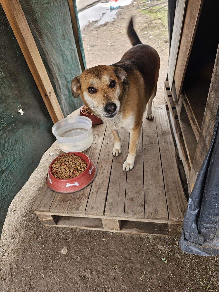 sol_palacios_m's tweet photo. Tenemos comida hasta hoy🥺por favor para mañana ya no ahi que darles de comer, cada saco sale 23.000 por favor ayúdenos a comprarles alimento, diariamente  comen y necesitan su comida 🥺🙏para mañana no ahi que darles de comer😭
Solange Palacios
Banco estado
Cuenta rut
17376209-7 https://t.co/mbij9iHKRx