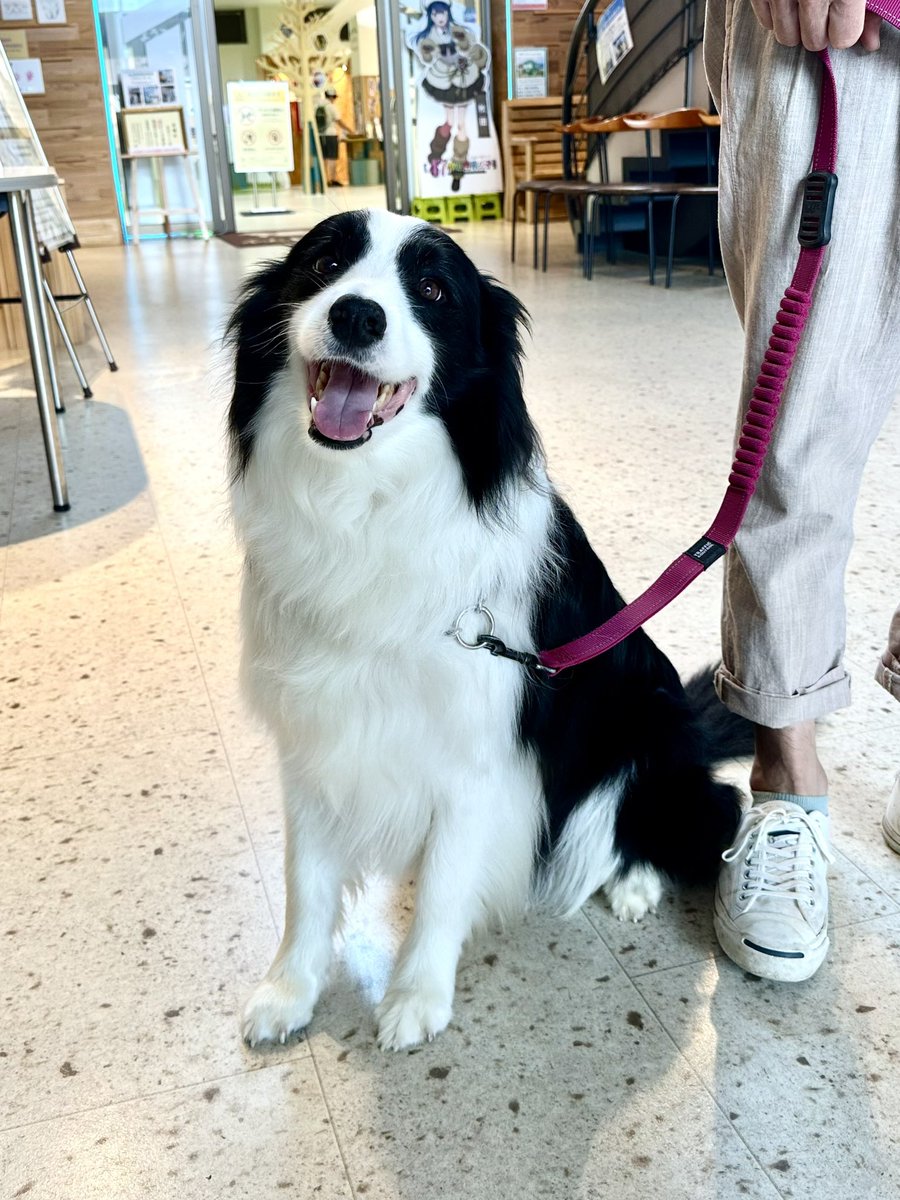 odate_akitainu's tweet photo. 【 おともだち紹介 】
アレックスくん 6歳 ・岩手県
ボーダー コリー
まだ来てけれなぁ〜🐕
#秋田犬の里 #Akitadogvisitorcenter #Akita #akitadogs #Odate #愛犬自慢 #忠犬ハチ公 #ふるさと #大館市 #あきたいぬ #秋田犬 https://t.co/0pZByXA1MY