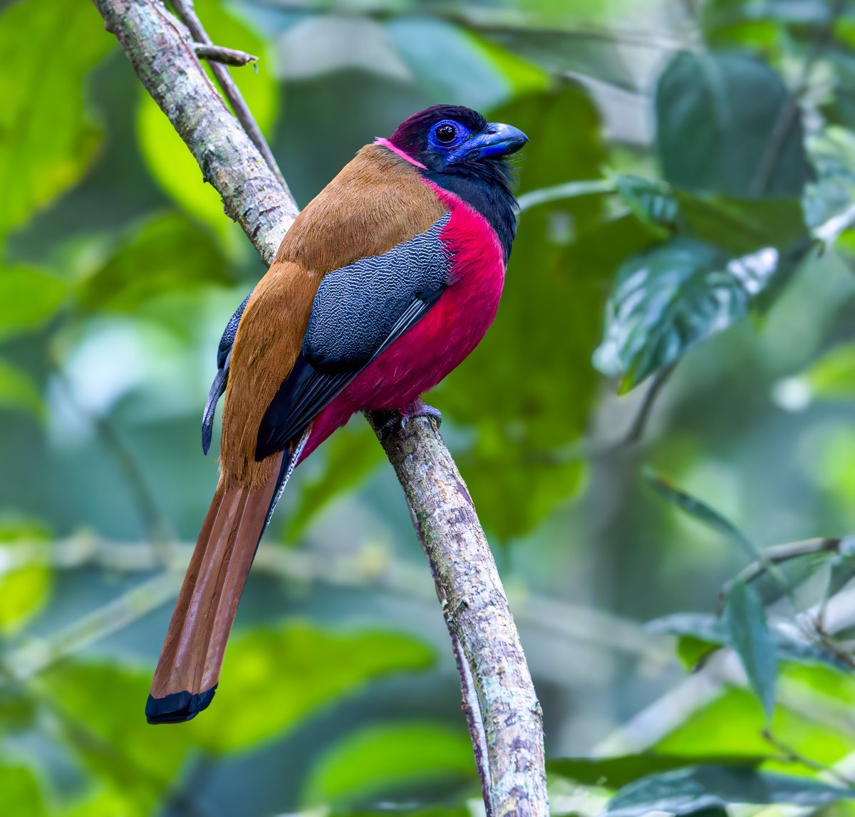 TheBatBotLab's tweet photo. Maximum pigment, minimum effort 😌🎭: Diard's trogon (Harpactes diardii) can sit still for ages and still steal every scene 📸🌳. Photo: Tan Tc. #Biodiversity #Wildlife #Birds #Birding #WildlifePhotography #NaturePhotography https://t.co/EQug8tHjU5