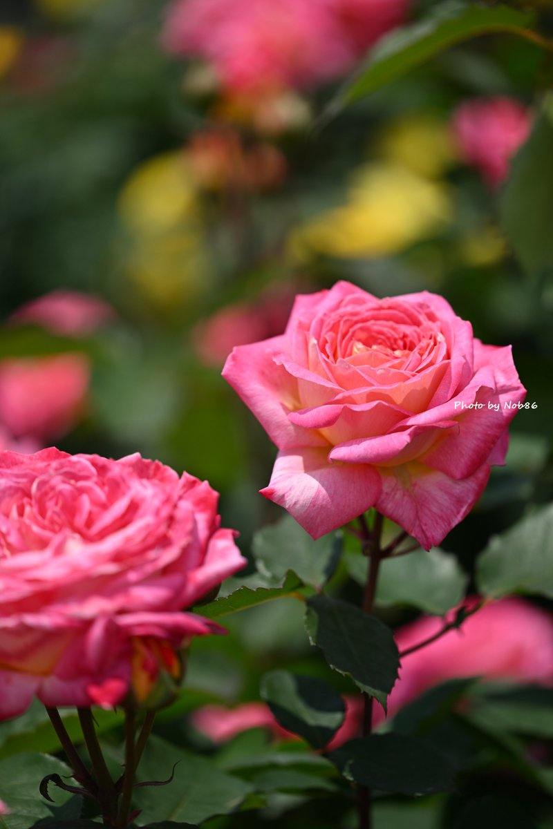 Nob86GT's tweet photo. 真直ぐな美人さん
縦構図

Nikon Z8 + Z MC 105mm f/2.8 VR S
7997
#バラ #花山吹 #私とニコンで見た世界 https://t.co/brVtRo2EjL