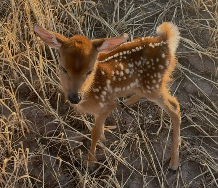 ipostdeer's tweet photo. https://t.co/OKuJEcrWs0