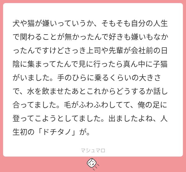 0rororeo's tweet photo. 効いたよね、早めのパブロンのノリで満点大笑い。猫ちゃんはパブロン。 https://t.co/rkT7n9WjJe