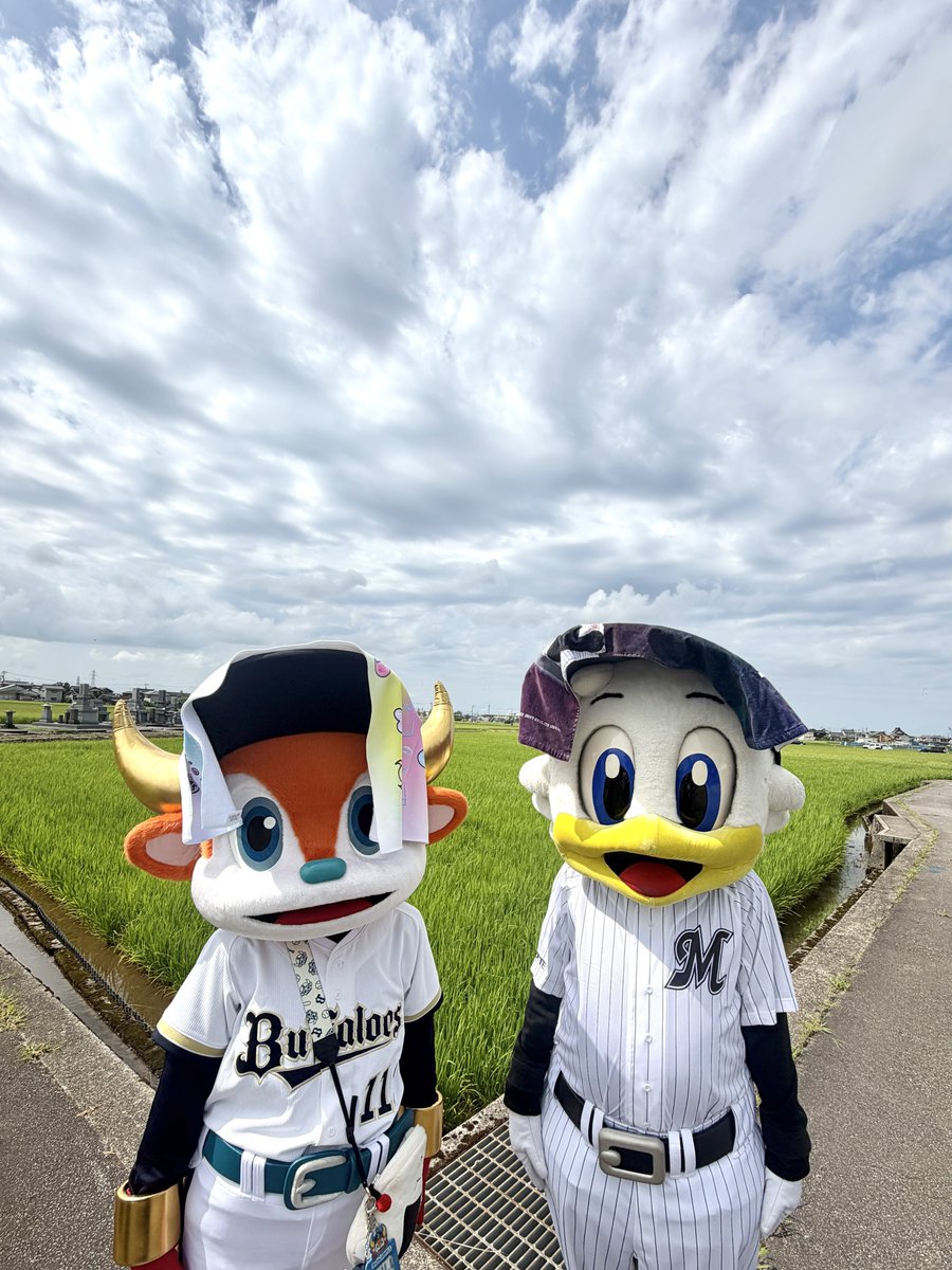 chibalotte_mar's tweet photo. マーです、 富山に来たよ！ ブルくんの大好きなおにぎりたくさんできますように🍙  #chibalotte #mar_kun #マイナビオールスターゲーム2026￼ https://t.co/jDJowzsCTX