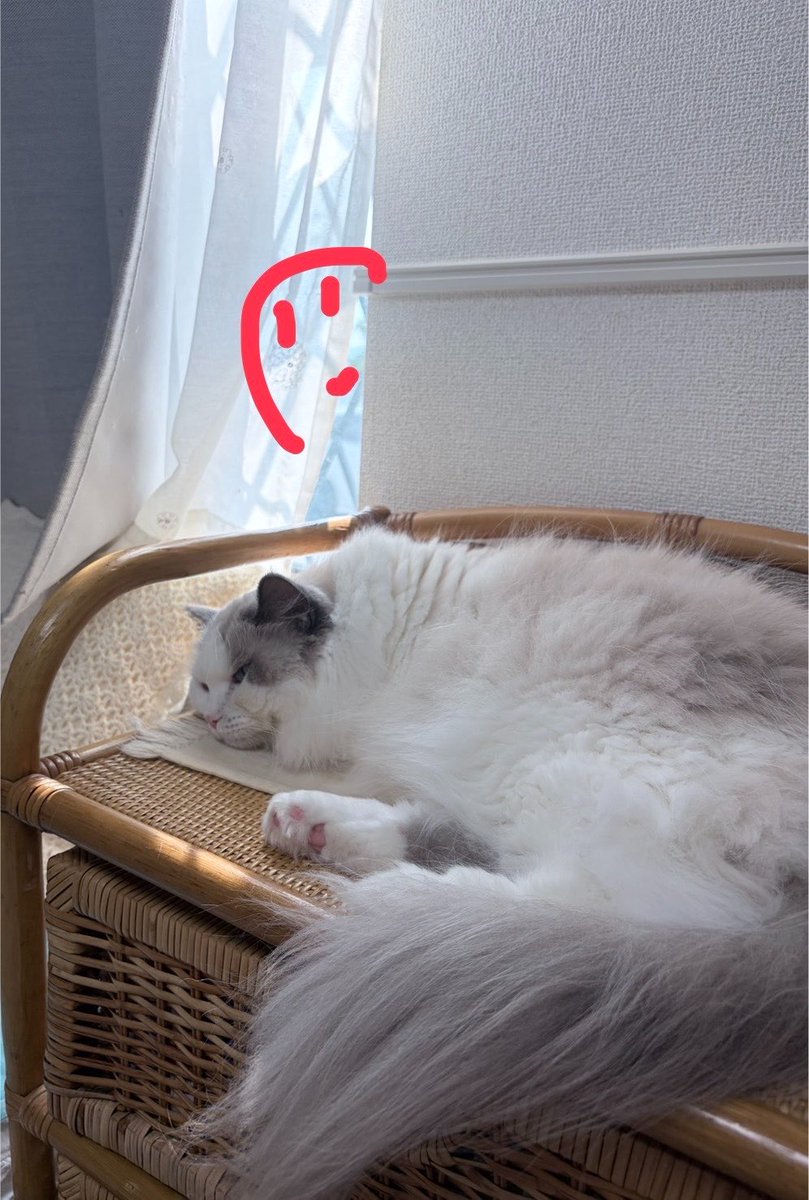 kome2ap's tweet photo. 寝室の窓からうちの猫よくニャルソックしてるから、近所の人が猫見たさに窓覗き込んできててこんな感じで仕事中のわたしと目が合うっていう気まずい状況が発生した https://t.co/47XB7Qp2ak