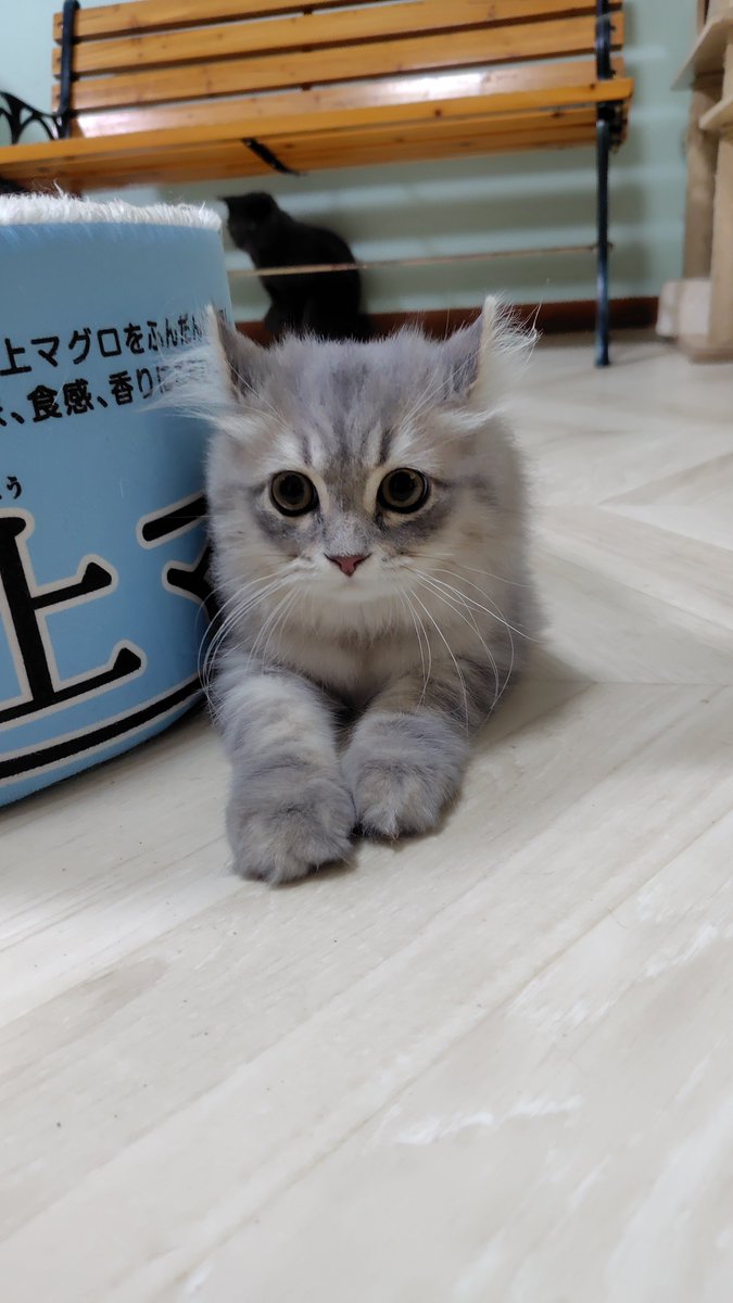 amipaaizu's tweet photo. こんにちは☀️

雨続きでジメジメしますね💦
皆さま、体調は大丈夫でしょうか？
猫スタッフ達はのんびりくつろいでます🤗
フロアケージお披露目中のアメリカンカールくん、早くケージから出たいようで、毎日トイレの砂を撒き散らしてます😅
歳の近いベンくんと仲良くなれるといいね♪ https://t.co/N1VFKG4k7J