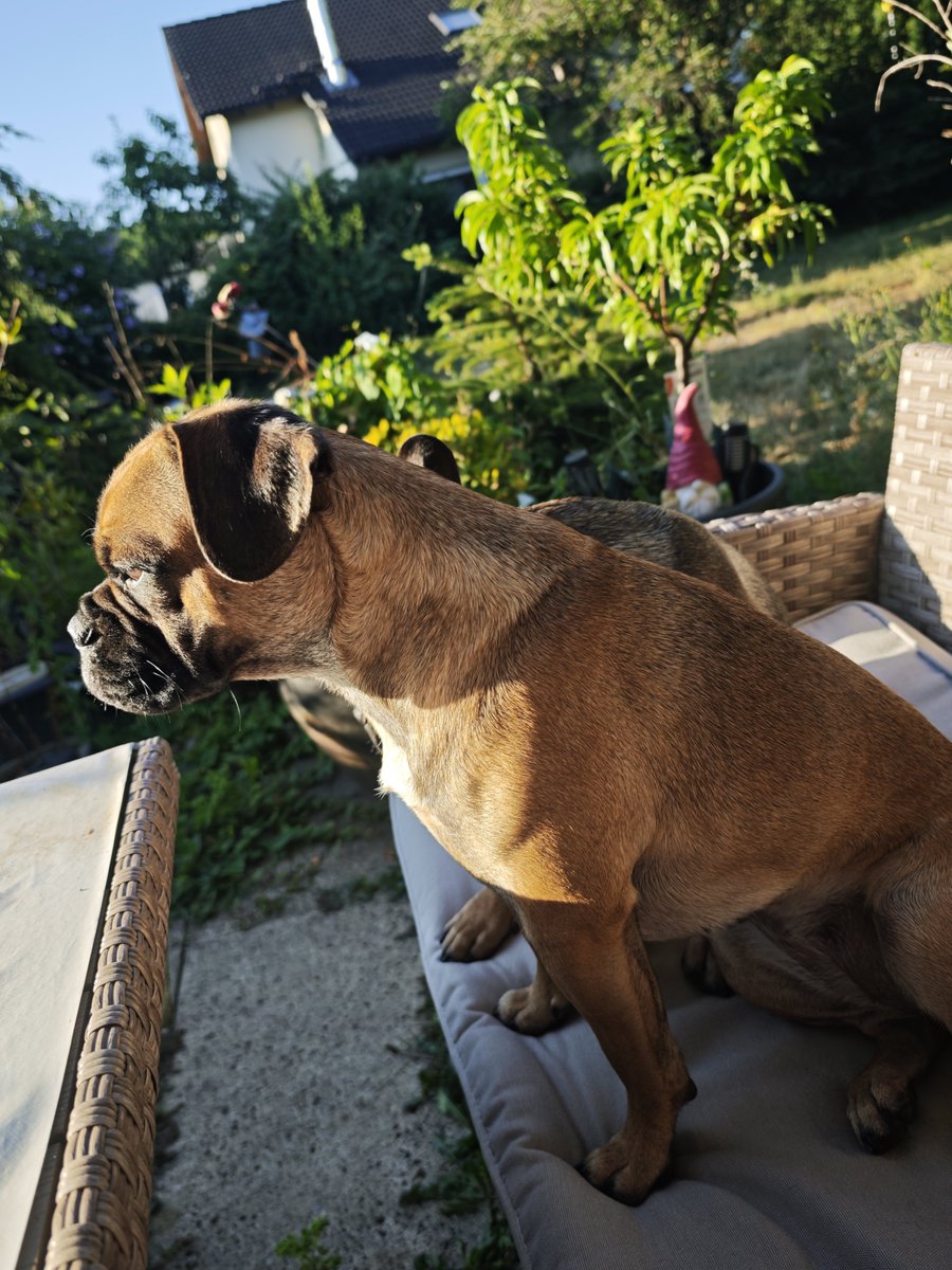 NeferSanguine80's tweet photo. Enjoying the morning sun with the dogs on the day off before it's getting too hot... ❤️ #morningsun #restday #dayoff #helga #freki https://t.co/SDDrwJyRxa