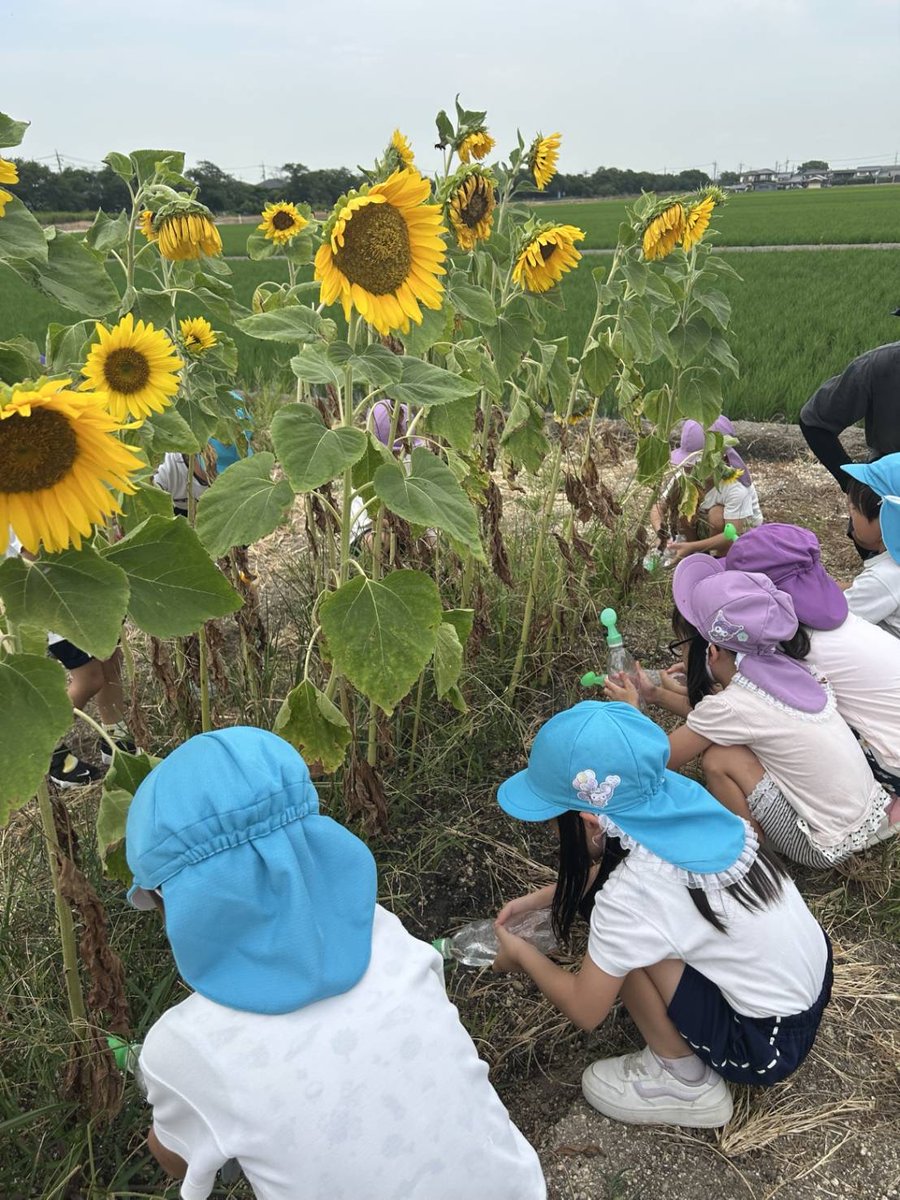 kouyoudai_ch's tweet photo. 6月11日に子どもたちと一緒に植えた ＃ひまわり を ＃4歳児 と ＃5歳児 が見に行きました🌻背比べをして大喜びの子どもたち😀また、6月30日に行った ＃田植え 後の様子にも興味津々でした😊「美味しいお米ができますように」🌾🍚
＃紅陽台ちどり保育園　＃社会福祉法人岡山千鳥福祉会 https://t.co/MZ4EaqFWdK