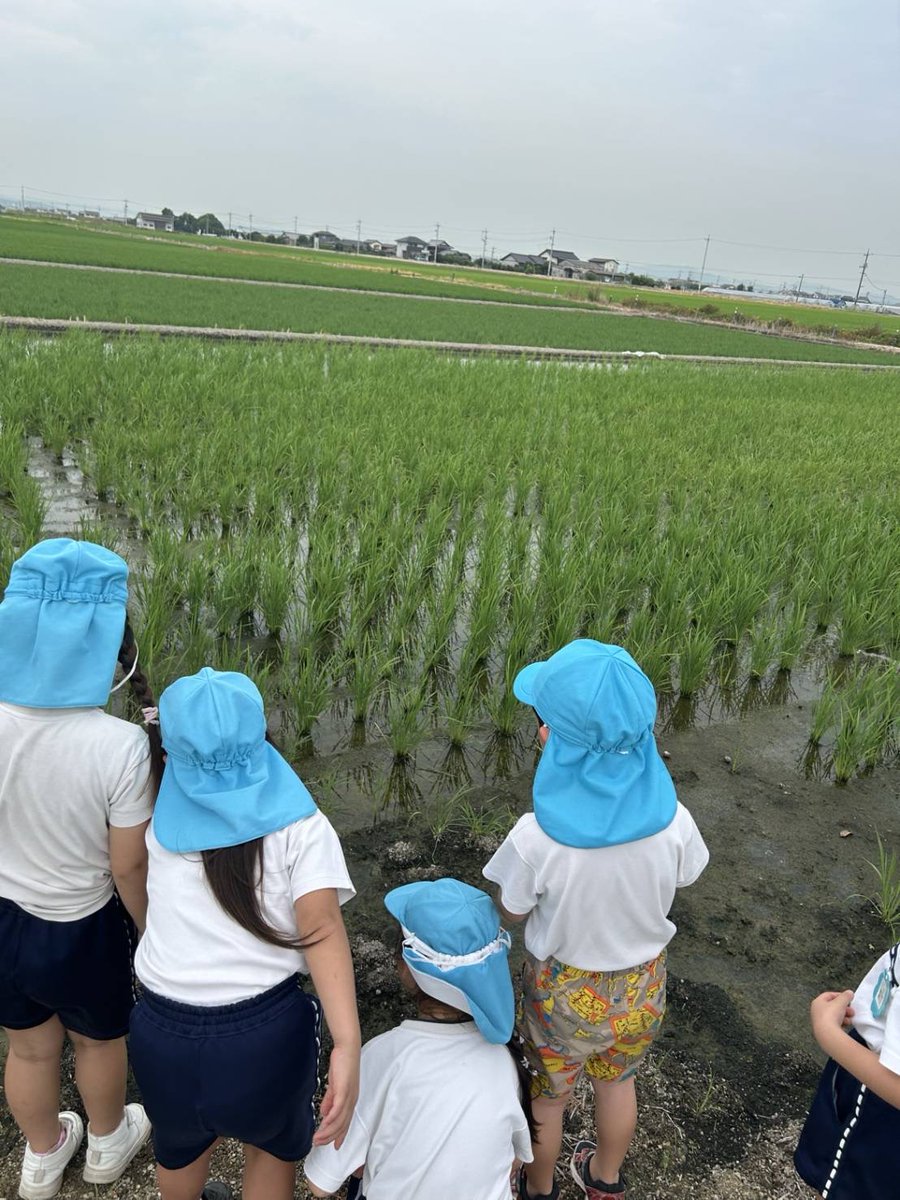 kouyoudai_ch's tweet photo. 6月11日に子どもたちと一緒に植えた ＃ひまわり を ＃4歳児 と ＃5歳児 が見に行きました🌻背比べをして大喜びの子どもたち😀また、6月30日に行った ＃田植え 後の様子にも興味津々でした😊「美味しいお米ができますように」🌾🍚
＃紅陽台ちどり保育園　＃社会福祉法人岡山千鳥福祉会 https://t.co/MZ4EaqFWdK
