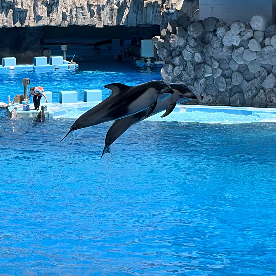 ikra19ra's tweet photo. くらげいるか🐬🪼 https://t.co/qrEEJepRY9