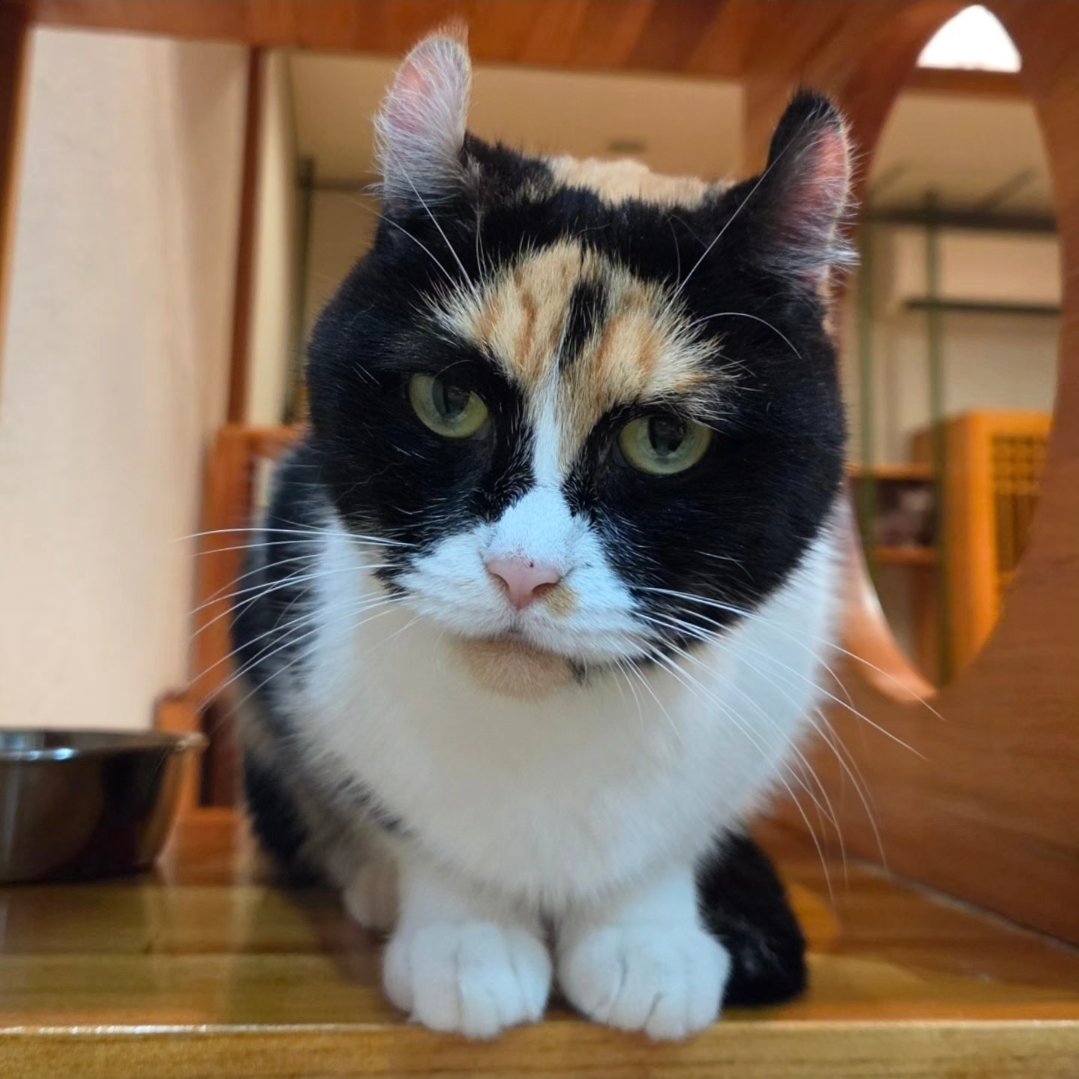 cocone0510's tweet photo. ギリギリが好きなビスコわらび親子🐱🐱
⁡#猫カフェ心猫 #奈良 #アメリカンカール #ビスコ #わらび https://t.co/Yiyy7aiyBR