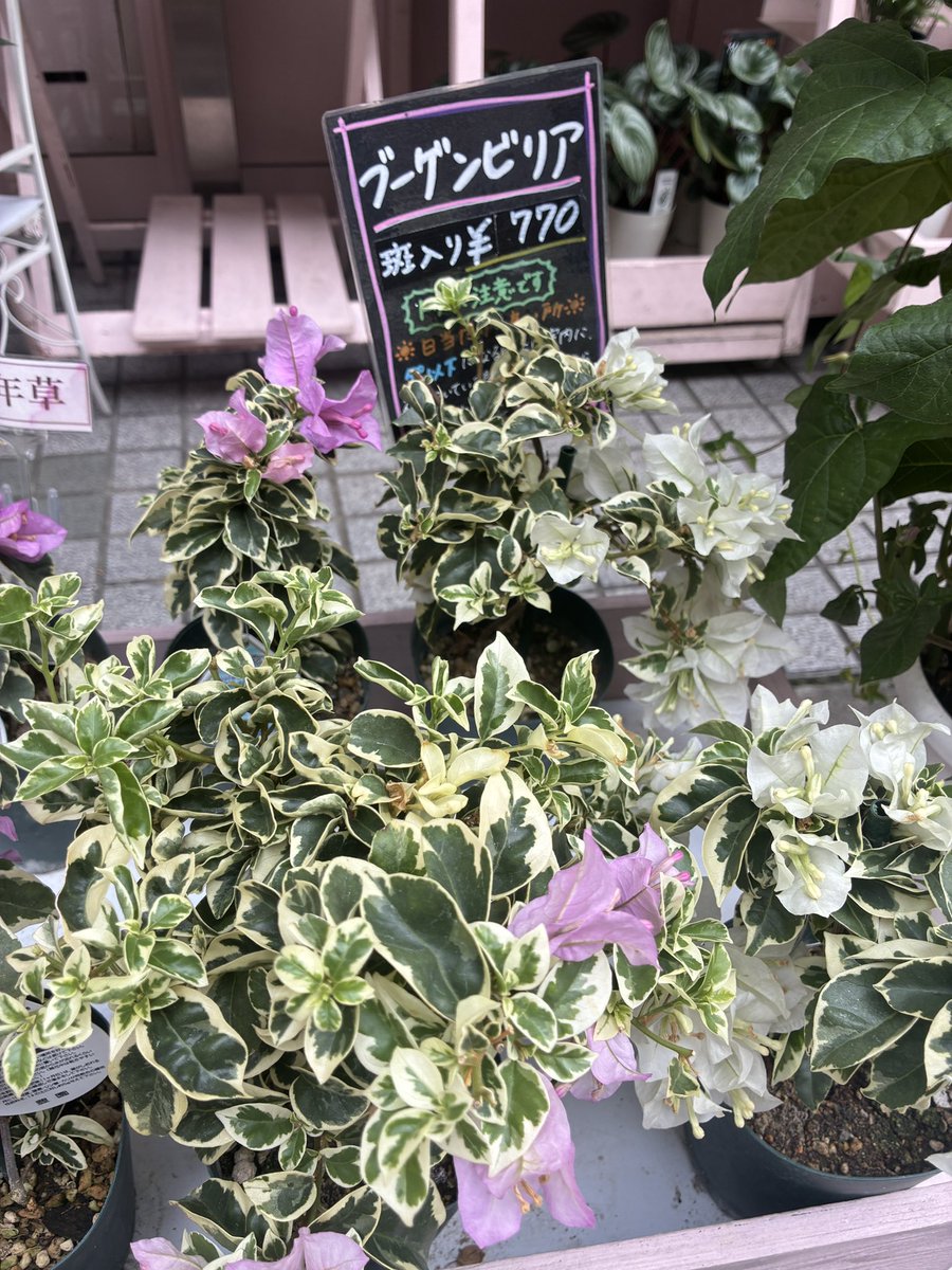 24_maichin_0407's tweet photo. たぁくんday👫🤍
デート楽しかった(o´罒`o)
ずっと一緒にいられることがほんまに幸せ
夜も呑みにでかける😍🍻👍🏻 https://t.co/KdS5sfoQH6