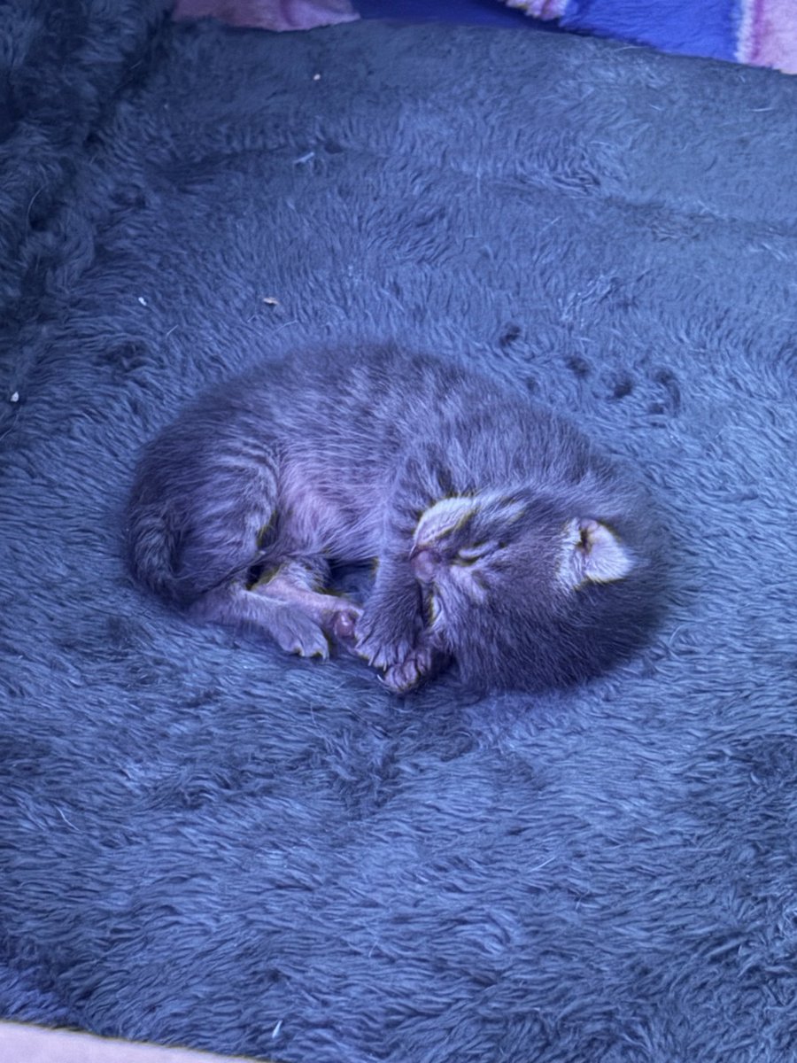 maxmollii's tweet photo. lil iron hehe https://t.co/clKRGzLnDv
