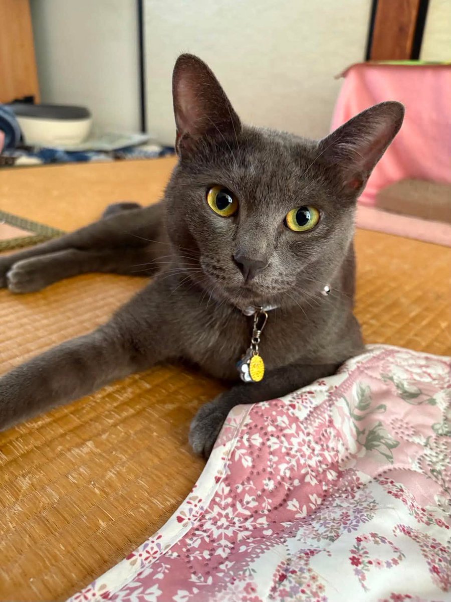 WeUADL1Ws02osvw's tweet photo. お友達の猫ちゃんが、昨日の地震で脱走してしまいました。本人も必死で探しています。有力な情報お待ちしています！
#拡散希望
#猫探しています
#熊本地震 https://t.co/yhjB8cyIfc