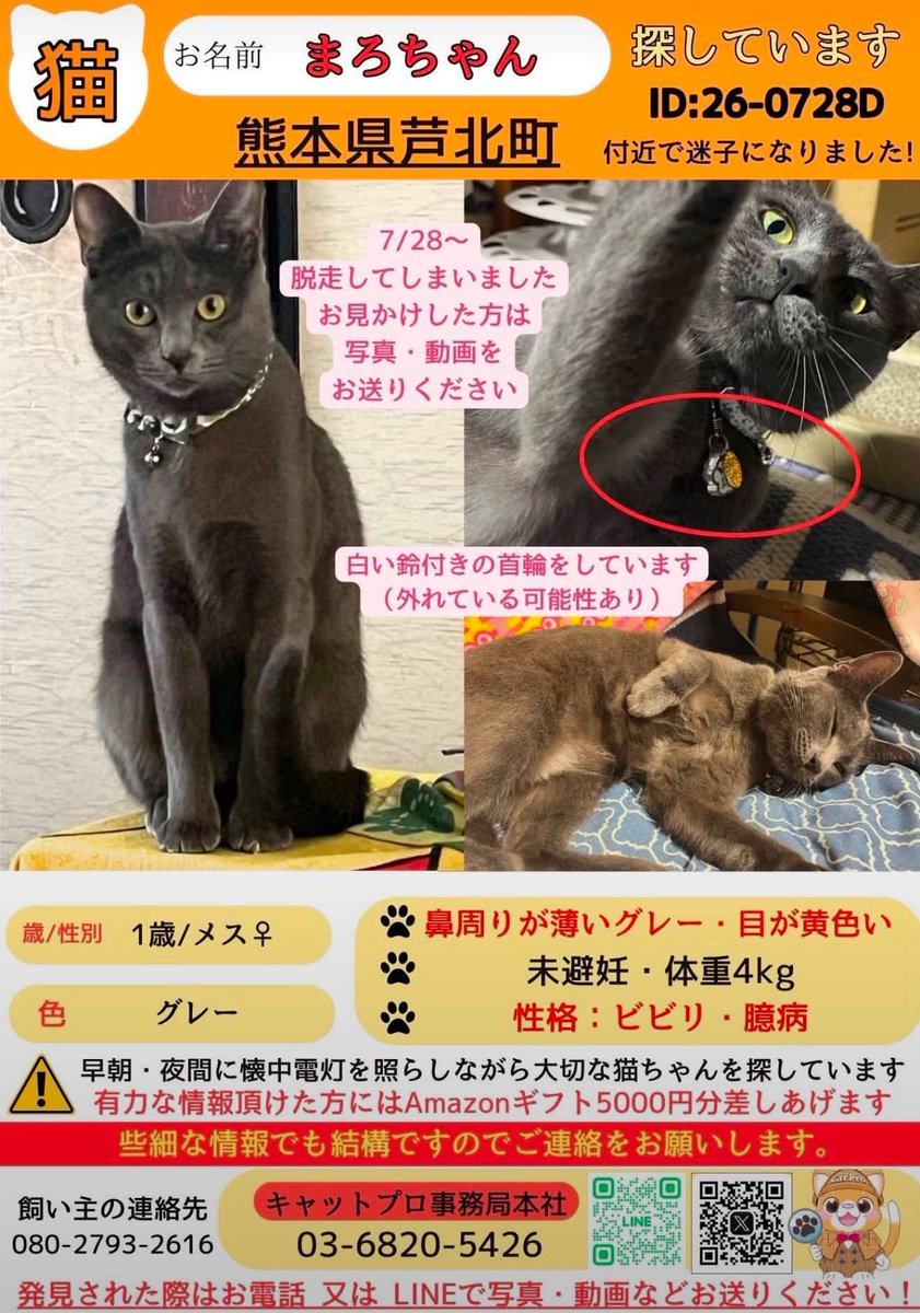 WeUADL1Ws02osvw's tweet photo. お友達の猫ちゃんが、昨日の地震で脱走してしまいました。本人も必死で探しています。有力な情報お待ちしています！
#拡散希望
#猫探しています
#熊本地震 https://t.co/yhjB8cyIfc