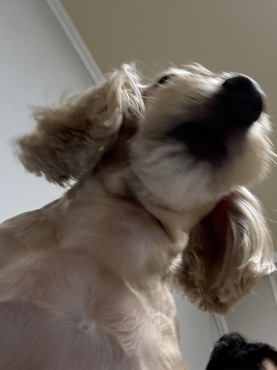 kzggw's tweet photo. 우리집개새끼 다들 좋아해주시네요.
감사하비다. https://t.co/amGvRT8P0r