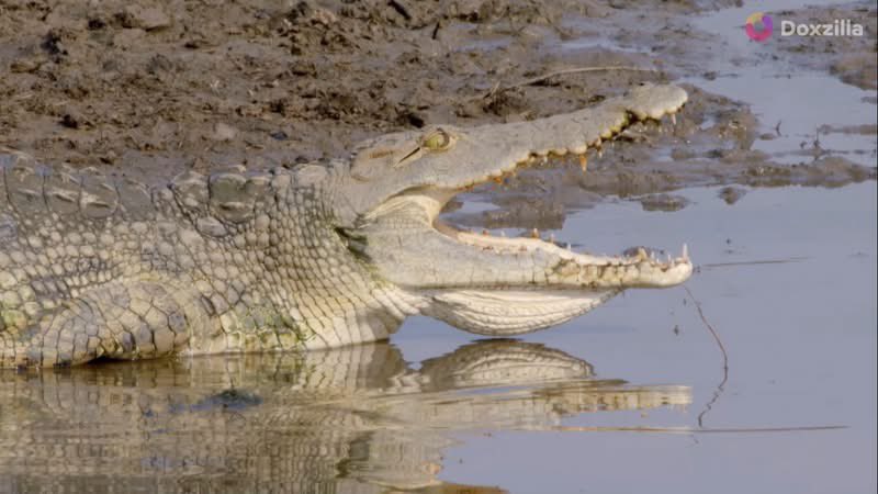 samrujlok's tweet photo. 🐊 จระเข้อ้าปากกว้าง... ไม่ใช่เพราะหิว แต่เพราะร้อน!

ทุกคนเห็นจระเข้อ้าปากแล้วคิดว่ามันกำลังรอเหยื่อ แต่ความจริงคือมันกำลังทำสิ่งที่เราเรียกว่า... แอร์คอนดิชั่นธรรมชาติ

เลือดเย็นไม่ได้หมายความว่าเย็นชา  มันหมายความว่าร่างกายต้องพึ่งพาสิ่งแวดล้อมในการควบคุมอุณหภูมิ และปากที่อ้าอยู่นั้น คือระบบระบายความร้อนที่วิวัฒนาการสร้างมาอย่างสมบูรณ์แบบ

👉 ดูสารคดีเต็ม บน Doxzilla Doxzilla https://t.co/XP68sKBZdt 📌
.
#Doxzilla #สารคดี #สำรวจโลก #สารคดีพากย์ไทย
@doxzillaworld