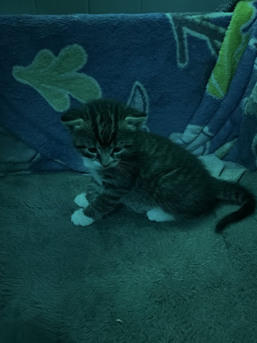 maxmollii's tweet photo. @Nanogenix meet lil nano lol https://t.co/KIQOsWf2wV