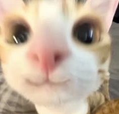 mocomocoemoco's tweet photo. 😭 https://t.co/sBPmdRCDwR