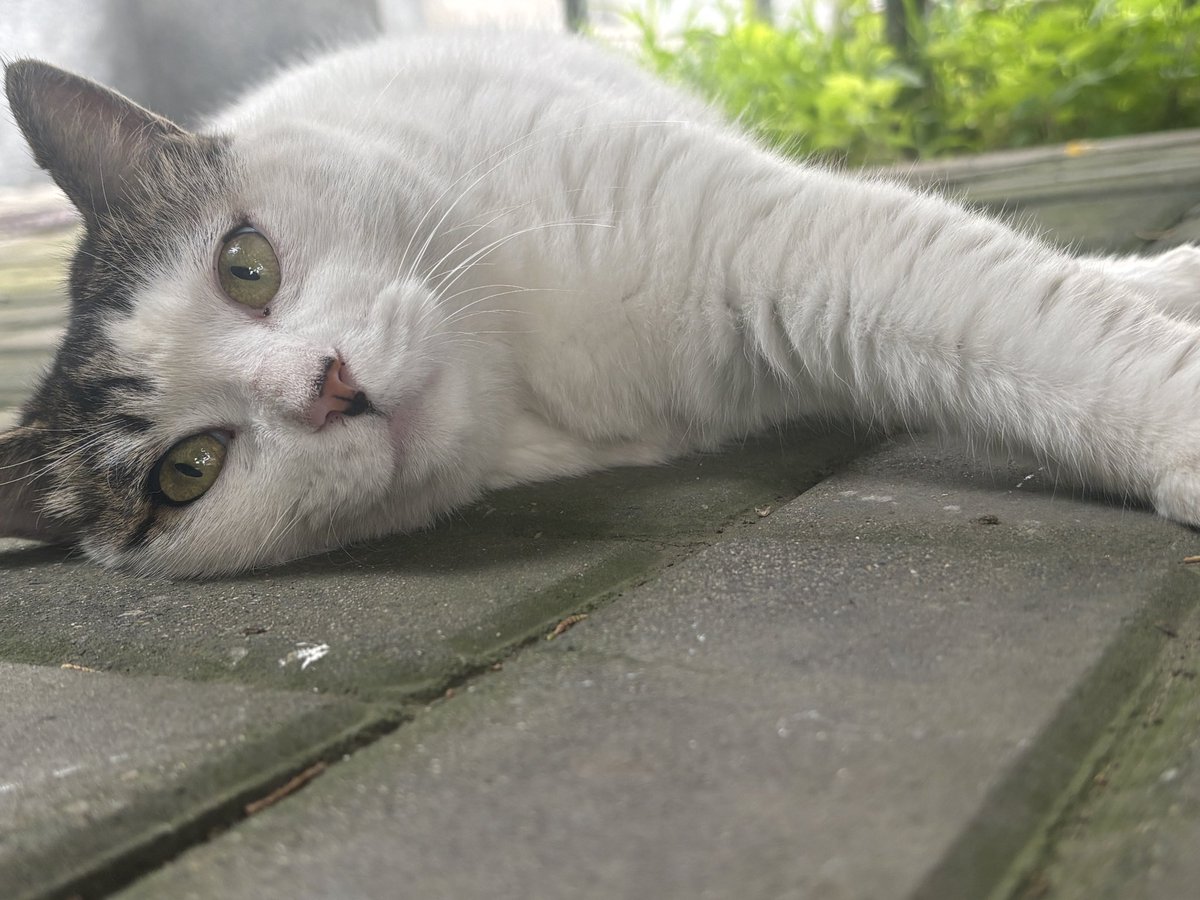 Azhiiio's tweet photo. 学着像小猫一样生活 https://t.co/SVIuUHlOHX