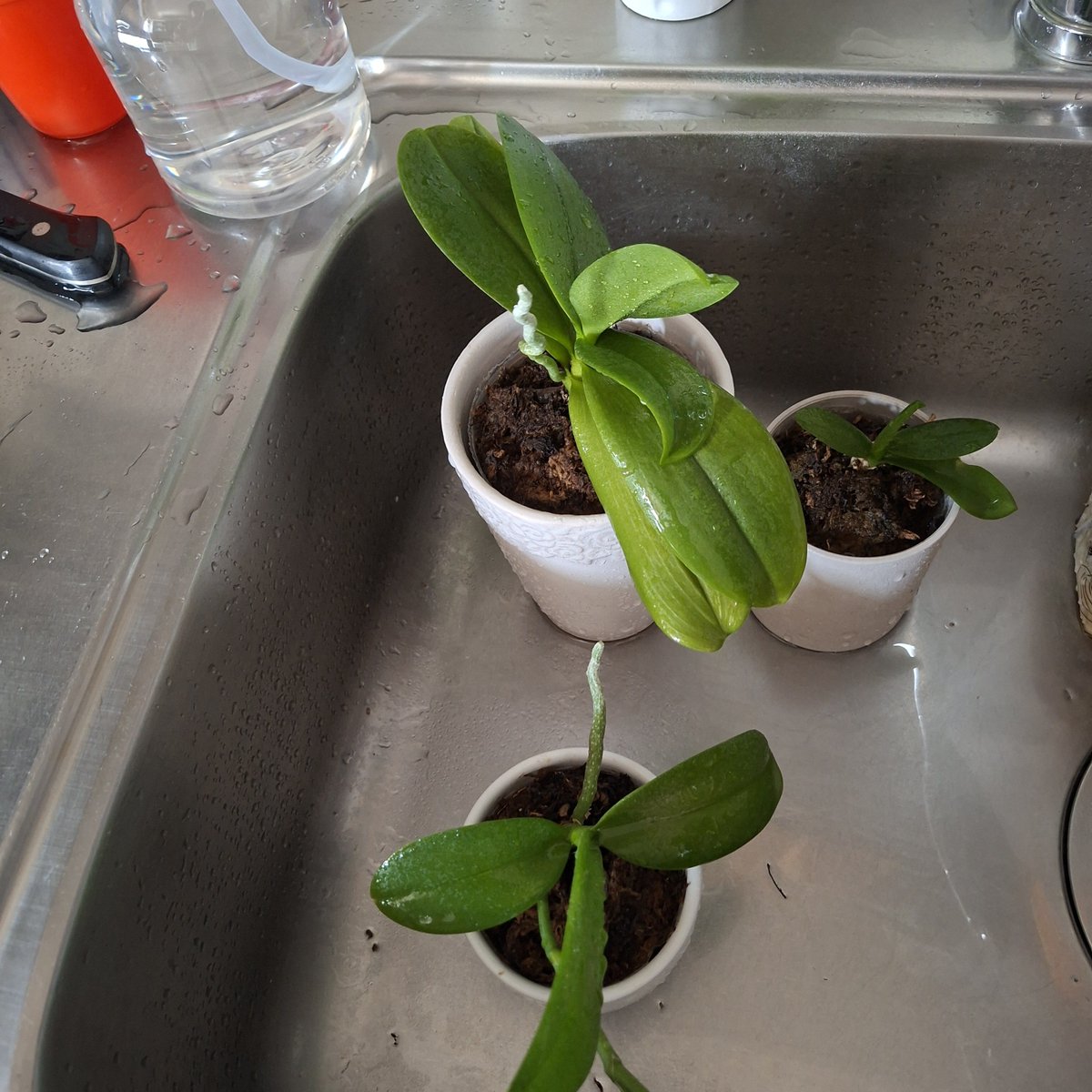 ybird135's tweet photo. 酷暑でベランダの植栽が壊滅状態😢
胡蝶蘭も強いけれど、くたびれていたので水補給。キッチンにて(笑) https://t.co/uWSLOsVMvz