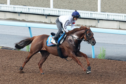 program_racing's tweet photo. #ウイングレイテスト は美浦W単走で5F65秒7-10秒5。稽古駆けする馬とはいえ、ラスト1Fの伸びは秀逸。9歳でも年齢的な衰えは全く感じられない。過去2年の #アイビスSD 2,3着と連続好走。臨戦過程も過去2年と同じで「（前走よりも）今回の方がいい。使った上積みは十分」と畠山師。3度目の正直なるか。 https://t.co/gzzRPktv2E