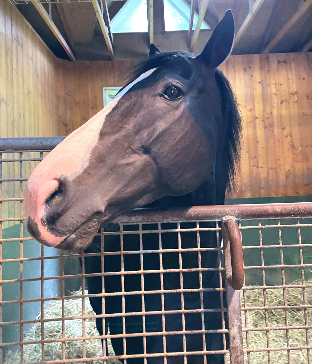 nabepro_baken's tweet photo. イクイノックスって自分がとんでもない戦績の馬だって理解してるかな、、🤔

なんで毎回エンターテイナーな変顔を披露しないと気が済まないんだろうか😂 https://t.co/ns3HPYmfY5