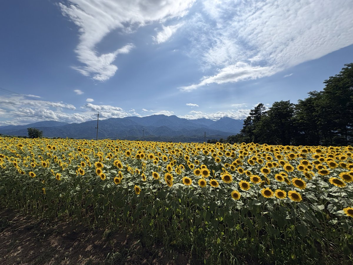 k_8033's tweet photo. ねえ。 花は、好き？
#サンフラワーフェス https://t.co/LsmthKD1uX