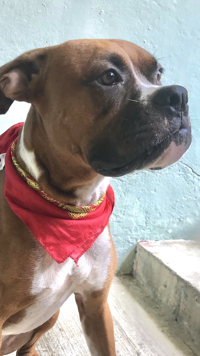 atzzzzlin's tweet photo. @OtraEmpanada Caspian 
Capi
Capingo
Pingo 
Pingolindo https://t.co/azHU49rRMu