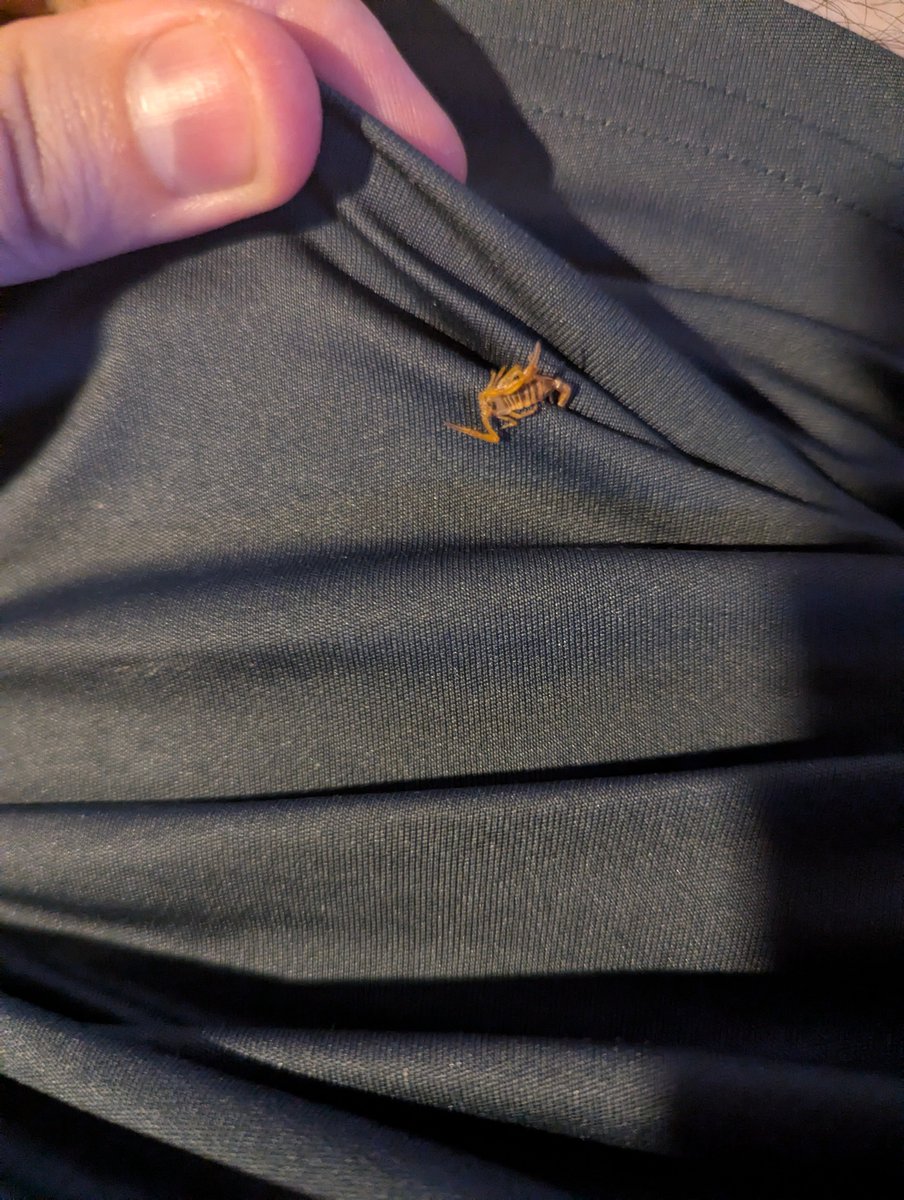 Cauliflower888's tweet photo. Found a dead baby scorpion on my thigh after an RL sesh WTF is Arizona... https://t.co/wUNi1D2gdE