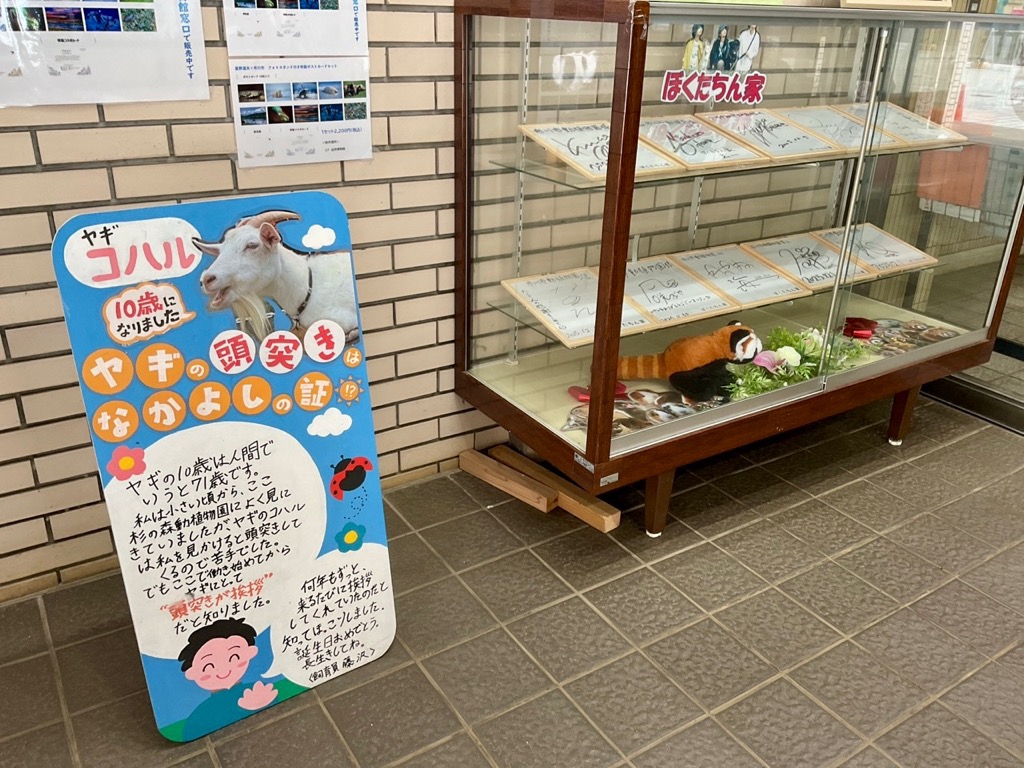 ichikawa_zoo's tweet photo. 今日はシバヤギ、コハルの11歳の誕生日です🎉

昨年NTV「ぼくたちん家（@bokutachinchi）」でドラマデビューをしたコハル、
管理棟入口にドラマで使用したコハル紹介パネルも展示しています。
ぜひ会いに来て下さい。

＃市川市動植物園
＃シバヤギ
＃コハル
＃ぼくたちん家 https://t.co/5I2FmdLPjy