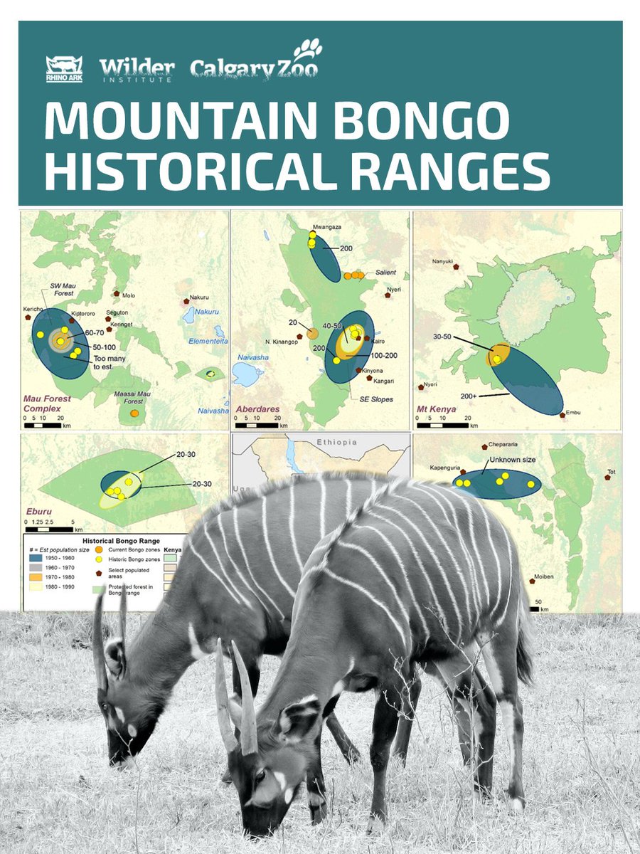 RhinoArk's tweet photo. The #MountainBongo once roamed forests across much of Kenya. Today, fewer than 80 are thought to remain in the wild.

New research by Solomon Muturi shows how traditional #EcologicalKnowledge, alongside science, is helping uncover the bongo's history and guide its recovery. https://t.co/459poxwuYN