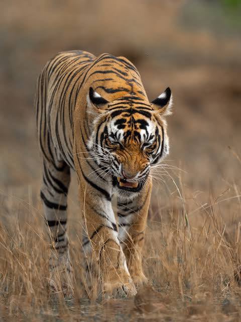 HardeepSPuri's tweet photo. India’s sustained conservation efforts have enabled us to nurture the world’s largest, most viable and stable tiger population.

On #InternationalTigerDay, I commend the unwavering commitment of our forest staff, conservationists, researchers, local communities and all others who have contributed to keeping tigers safe, secure and thriving.

This remarkable achievement reflects the power of their collective effort and enduring commitment to wildlife conservation. May we continue to build on these efforts and preserve our rich biodiversity for generations to come.