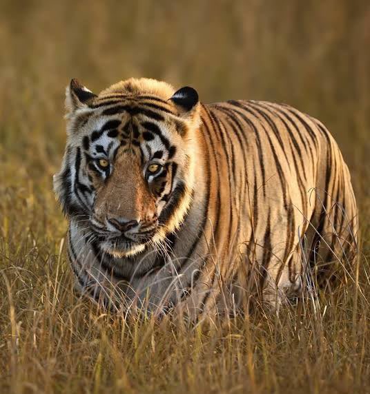HardeepSPuri's tweet photo. India’s sustained conservation efforts have enabled us to nurture the world’s largest, most viable and stable tiger population.

On #InternationalTigerDay, I commend the unwavering commitment of our forest staff, conservationists, researchers, local communities and all others who have contributed to keeping tigers safe, secure and thriving.

This remarkable achievement reflects the power of their collective effort and enduring commitment to wildlife conservation. May we continue to build on these efforts and preserve our rich biodiversity for generations to come.