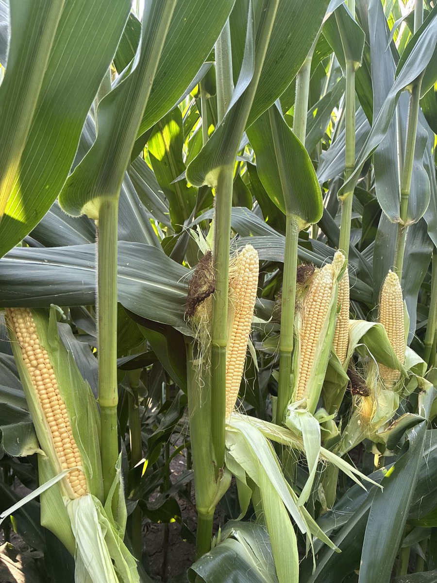 jasonmauck1's tweet photo. 60” block of 4 rows
60” gap 
Corn plot

Corn is 10’ tall… with 14-20 sets of leaves

Does giving 60% of the plants more sun lower in the plant, more cooling, and a little more water increase total corn yield?

Lot of ulterior motives here as well.  Mostly revolving autonomy https://t.co/98jJycAILH