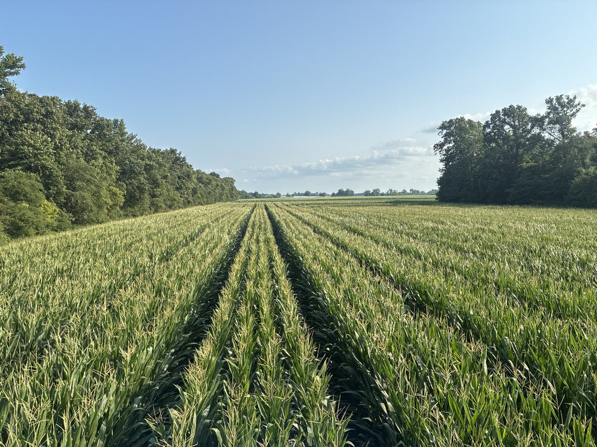 jasonmauck1's tweet photo. 60” block of 4 rows
60” gap 
Corn plot

Corn is 10’ tall… with 14-20 sets of leaves

Does giving 60% of the plants more sun lower in the plant, more cooling, and a little more water increase total corn yield?

Lot of ulterior motives here as well.  Mostly revolving autonomy https://t.co/98jJycAILH
