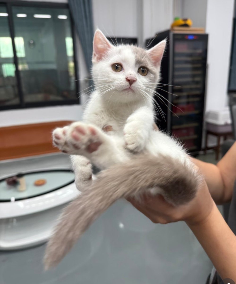 Tim980922's tweet photo. 路上可爱小猫🐱 https://t.co/Lzf7ouHvaR