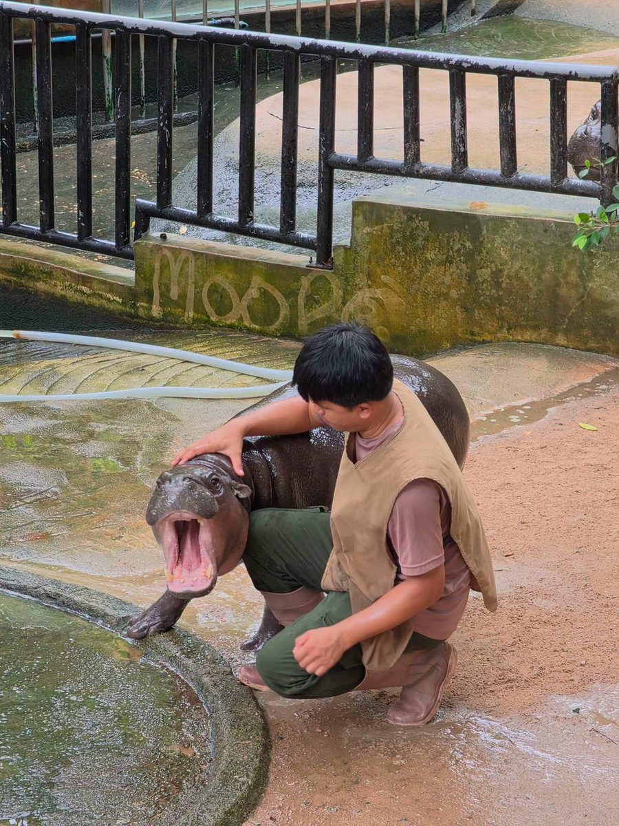 and_khamoo's tweet photo. สบัดหัวเบาๆ ขาแทบหลุด 🤣 #hippo #PygmyHippo #ขาหมูแอนด์เดอะแก๊ง #หมูเด้งเด้งกี่โมง #Moodeng #พี่ขาหมู #สวนสัตว์เปิดเขาเขียว https://t.co/Hc6iTXjYQv